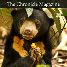 Sun Bear in Lewis Clark News