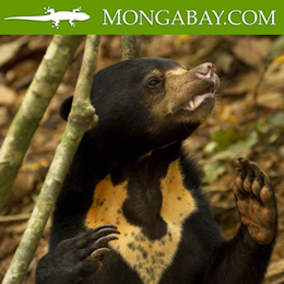 Sun bear in Mongabay news