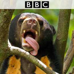 Sun Bear for BBC